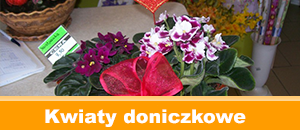 Kwiaty doniczkowe